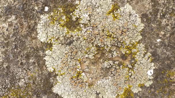 Lichen Moss Growing Stone Wall — Stock Video