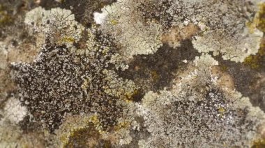 Lichen ve yosun duvarda ya da taşta. Aşırı yakın çekim görünümü