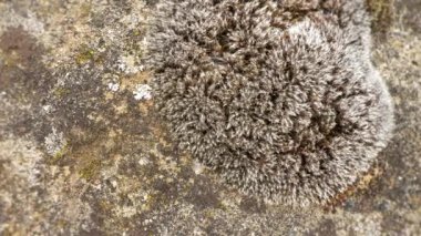 Lichen, kaya yosunları ve yosunlar kayalarda, makro çekimlerde yetişiyor.