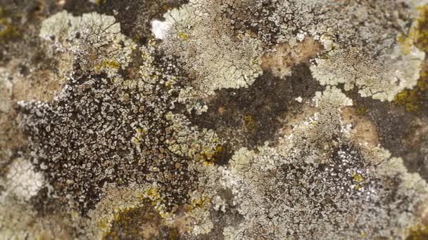 石壁上的苔藓和苔藓 极端的特写镜头 — 图库视频影像