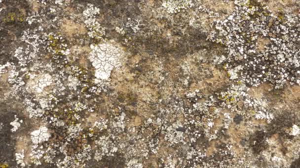 Lichen Stone Moss Macro Shot — Stock Video