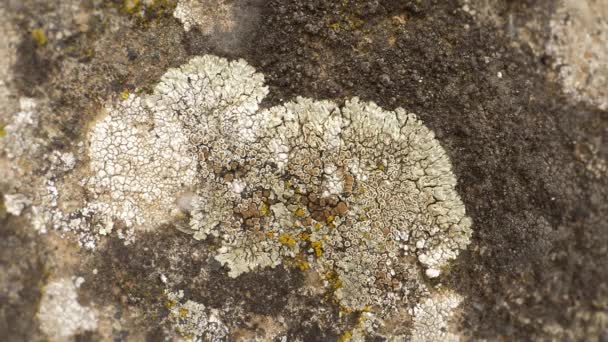 Lichenized Fungus Macro Shot Moss Lichen Growing Stone Moss — Stock Video
