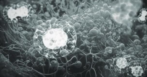 Βιολογική Διαδικασία Διαχωρισμού Κυττάρων Κάτω Από Μικροσκόπιο Διαίρεση Κυττάρων Μέσα — Αρχείο Βίντεο