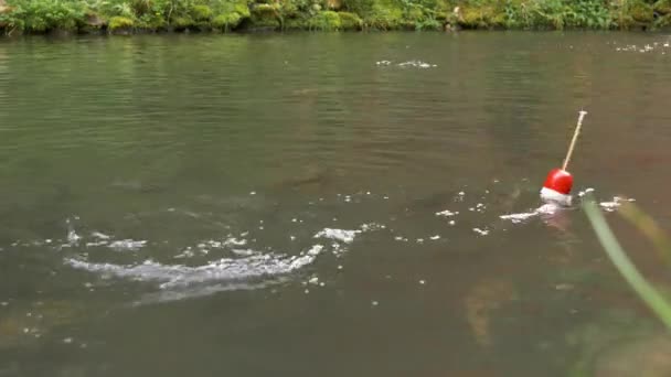 フィッシング 魚は水から飛び出して餌を捕まえようとしています — ストック動画