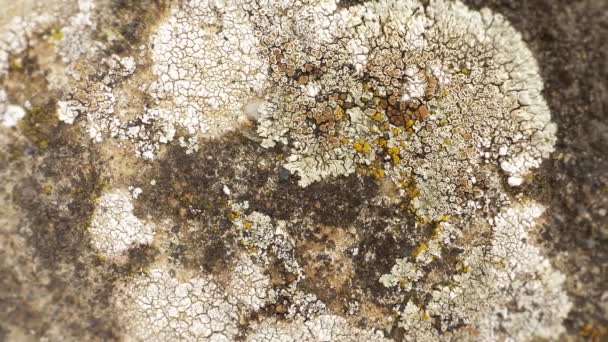 Lichene Pietra Xanthoria Parietina Sul Muro Pietra Avvicinamento Estremo — Video Stock
