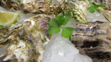 Çiğ Pasifik istiridyeleri. Lezzetli deniz ürünlerine yakın çekim. Yarım kabuklu istiridye, buz ve limon.