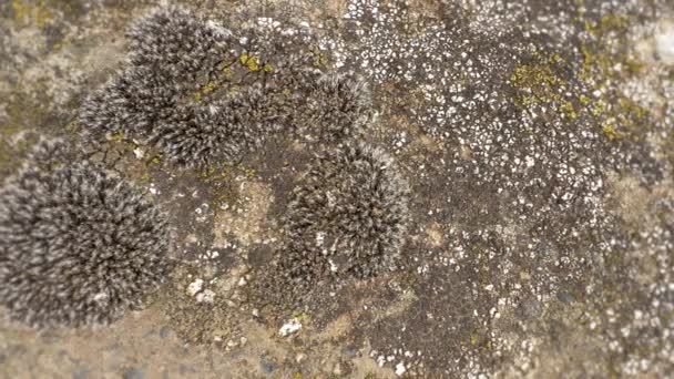 在特写中对真菌进行了独角兽化处理 石苔藓 特写镜头 — 图库视频影像