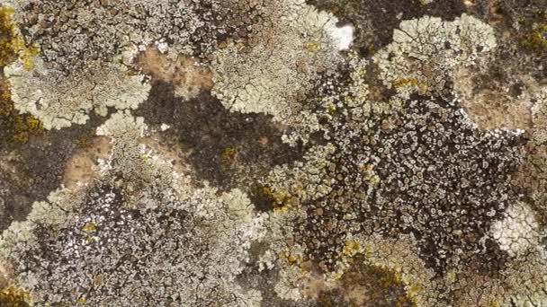 Muschio Pietra Macro Vista Crescita Del Lichene Sul Muro — Video Stock