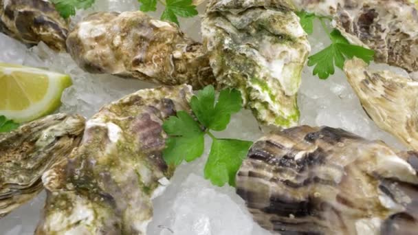 Frische Austern Einem Gericht Mit Eiswürfeln Nahsicht — Stockvideo