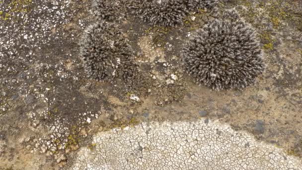 在岩石上生长的蜥蜴或霉菌 海藻或真菌 娃娃枪弹 — 图库视频影像