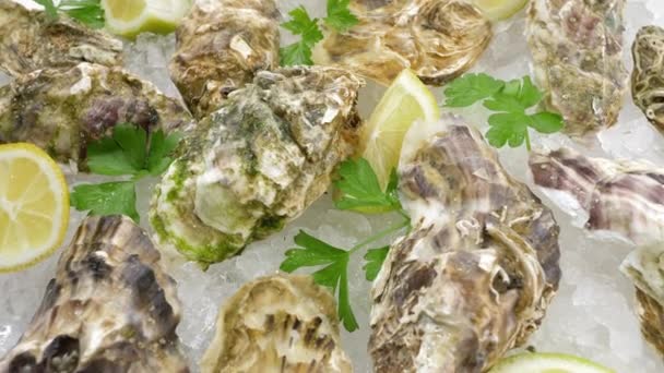 新鲜的太平洋牡蛎 特写镜头中的可食用生海鲜 — 图库视频影像
