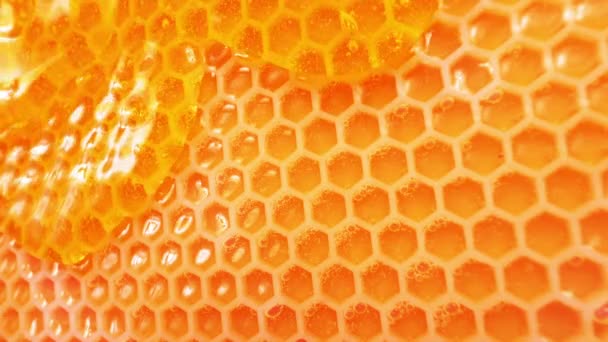 Plaster Miodu Miodu Zamknij Gęsty Naturalny Miód Spływa Plastrach Pszczół — Wideo stockowe