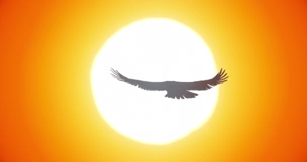 Silueta Ave Volando Hacia Sol Halcón Volando Cielo Atardecer — Vídeo de stock