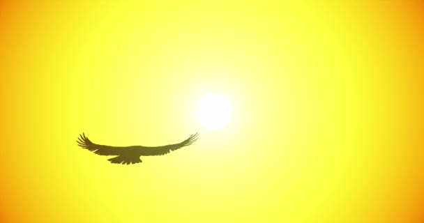 Птица Скользит Вечернем Небе Орел Парит Над Ярким Солнцем Символ — стоковое видео