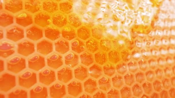 Соты Мед Естественный Мёд Стекает Вниз Вид Вблизи — стоковое видео