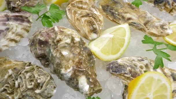 レモンと氷のプレートに閉じた殻を持つ太平洋の新鮮な牡蠣 — ストック動画