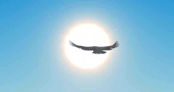 Halcón Águila Volando Frente Sol Del Mediodía Pájaro Volando Cielo — Vídeo de stock