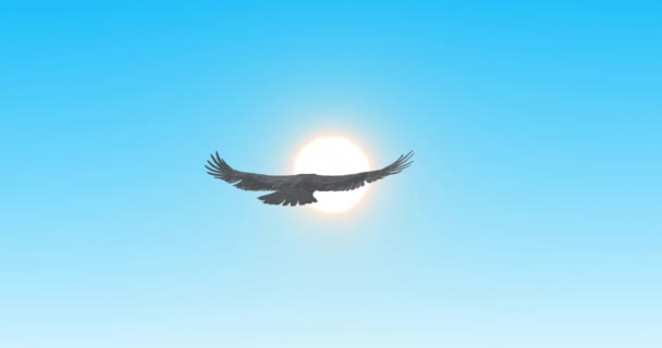 Falcão Voar Céu Limpo Pássaro Deslizando Direção Sol Brilhante — Vídeo de Stock