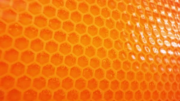 Természetes Méz Folyik Méhsejtszerkezeten — Stock videók