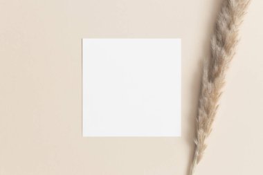 Kare davetiye maketi, bej masanın üzerinde pampa var..