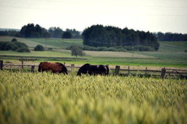 Bir grup kahverengi at yeşil çimlerin arkasında gün ışığında otluyor.