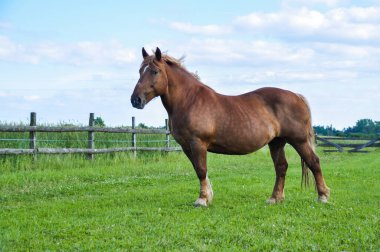 Yeşil çayırda otlayan kahverengi bir atı imzala. Otları ye.