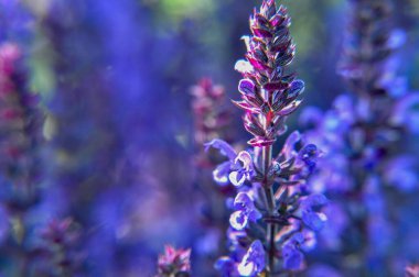Çayır tarlasında yosunlu mor adaçayı çiçeği çok güzel.