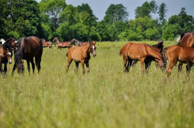 Küçük bir at, bir tay, bir grup halinde çayırın ortasında otluyor.