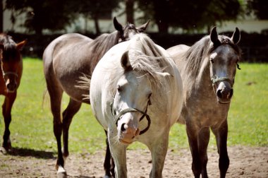 Bir at sürüsü uzak bir mesafedeki otlak grubunda duruyor.