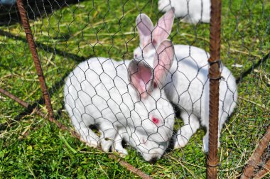 Tek bir beyaz çiftlik tavşanı parmaklıkların arkasında otluyor.
