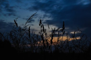 Çayırda gün doğumunun erken saatlerinde mavi ve kırmızı renkler güzel manzara