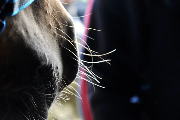 Close Horse Muzzle Color Fine Hair — Photo