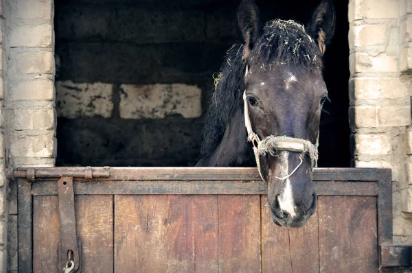 Horse Head Stable Sticking Out Stall — Stock fotografie
