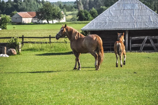 緑の芝生の動物と馬の家族の一頭の馬 — ストック写真