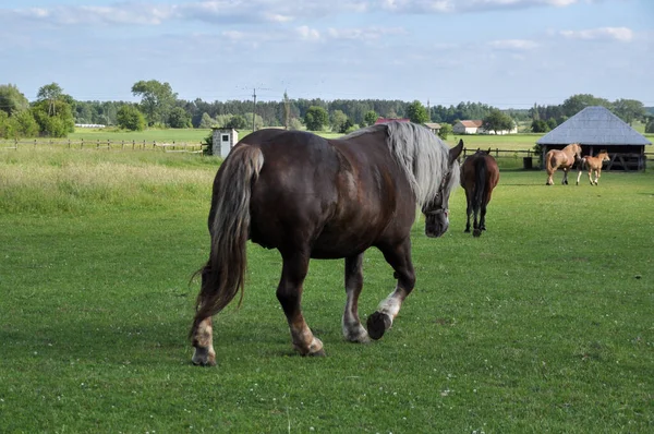 Één Paard Een Veld Groen Gras Dier Romp Bruin — Stockfoto