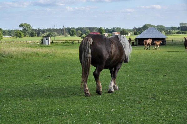 Één Paard Een Veld Groen Gras Dier Romp Bruin — Stockfoto