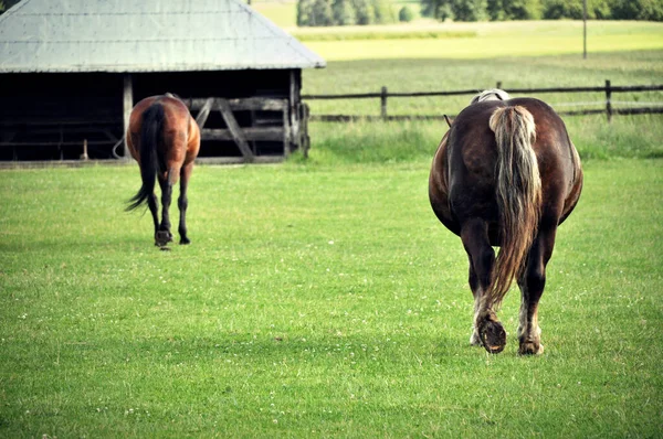 Dois Cavalos Campo Grama Verde Animal Rump Marrom — Fotografia de Stock