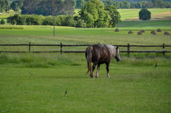緑の芝生の動物のランプ茶色のフィールド上の1頭の馬 — ストック写真