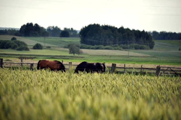 Een Groep Bruine Paarden Grazen Achter Het Groene Gras Van — Stockfoto