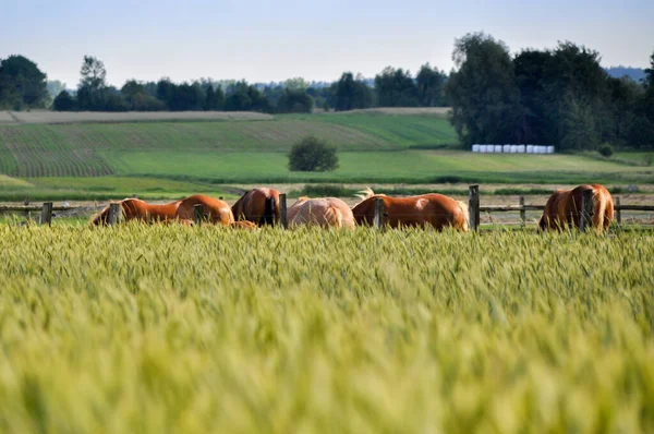 茶色の馬のグループは 緑の草の後ろに放牧されている日の光 — ストック写真