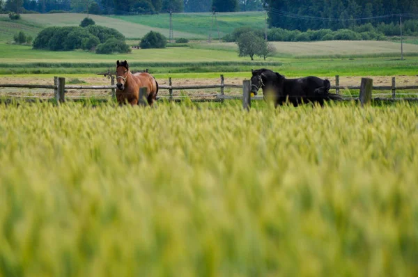 Grupo Cavalos Castanhos Pastam Atrás Relva Verde — Fotografia de Stock