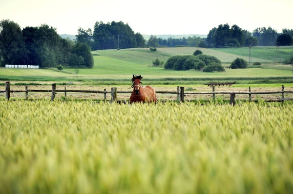 Одинарний Коричневий Кінь Дивиться Прямо Над Похмурою Головою Коня — стокове фото