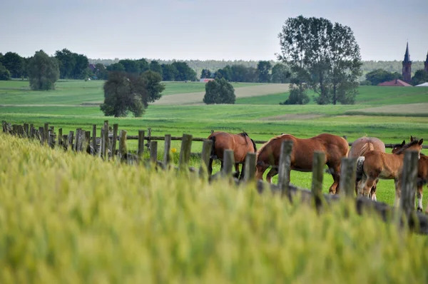 茶色の馬のグループは 緑の草の後ろに放牧されている日の光 — ストック写真