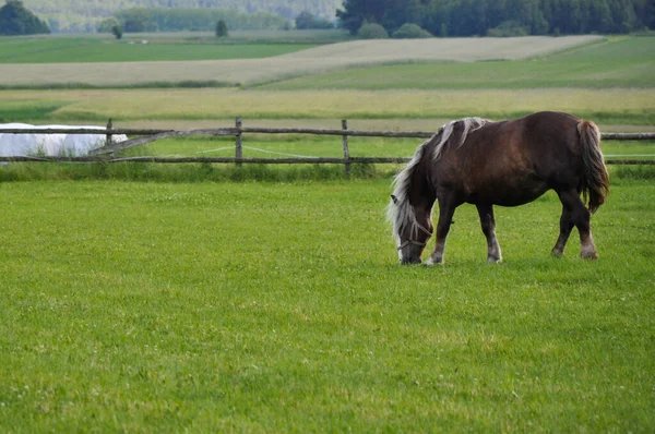 一頭一頭の馬が農地で放牧されている哺乳類 — ストック写真
