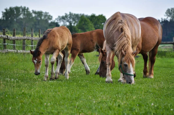 Jonge Veulen Baby Paard Bruine Kleur Grazen Boerderij Groen Gras — Stockfoto