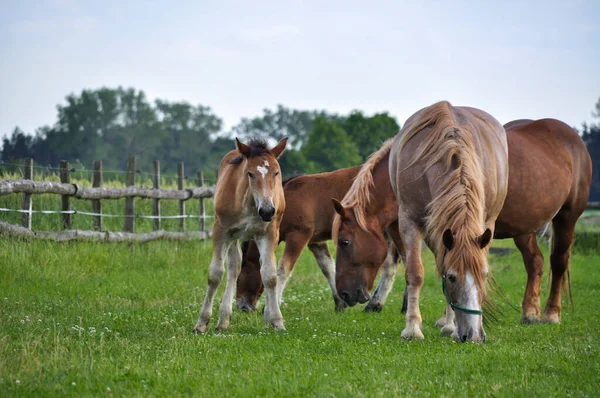Colt Jovem Cavalo Bebê Cor Marrom Pastando Fazenda Grama Verde — Fotografia de Stock