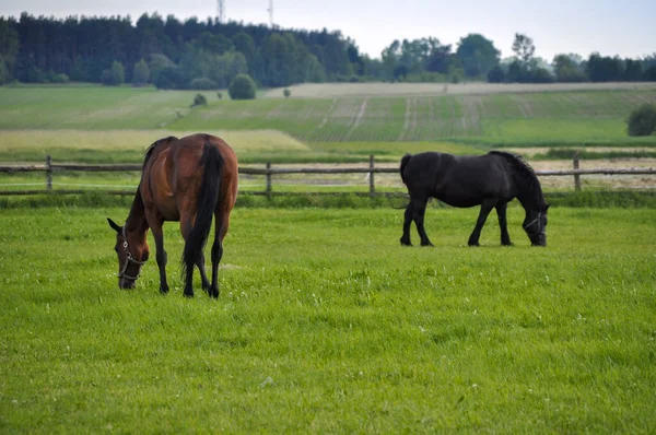 Twee Volwassen Paardachtigen Grazen Het Landbouwbedrijf — Stockfoto