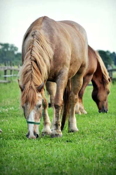Een Groep Bruine Paarden Grazen Boerderij Eten — Stockfoto