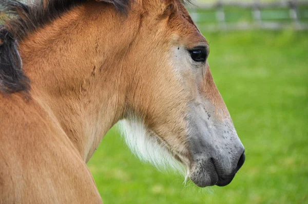 Small Brown Foal Grazes Meadow Horses Close Seup Portrait Hrse — стоковое фото