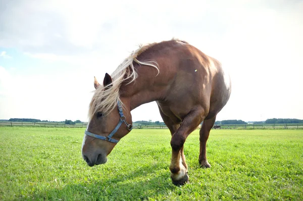 一只棕色的马在草地上的绿草上吃草 — 图库照片